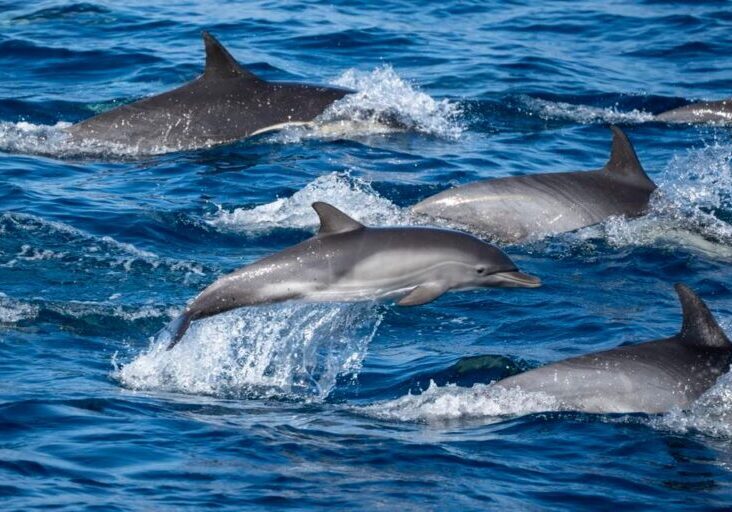 577016587_1299360732236376_72656616844032788_n