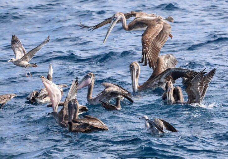 581914678_1306507941521655_315311262980018083_n