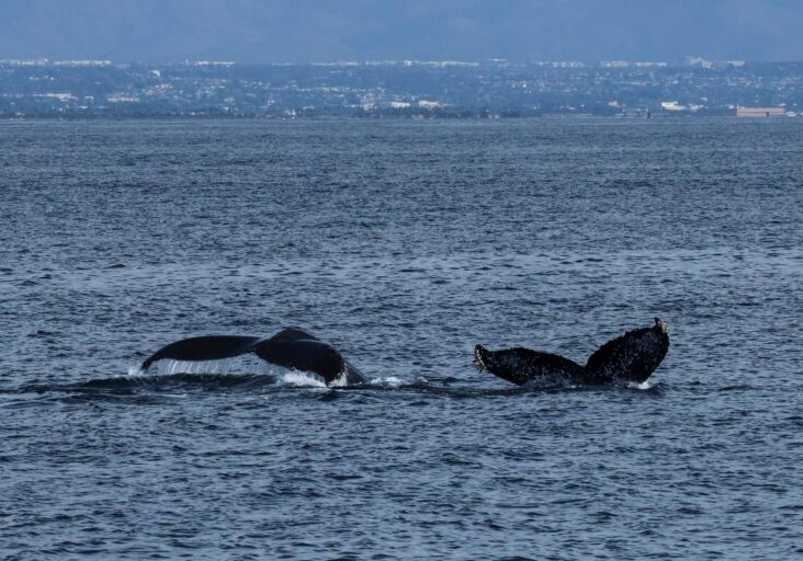 584559024_1310662794439503_7507192594624430199_n