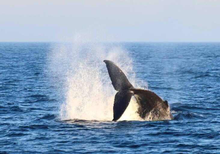 589812996_1317383540434095_3523033103109398168_n