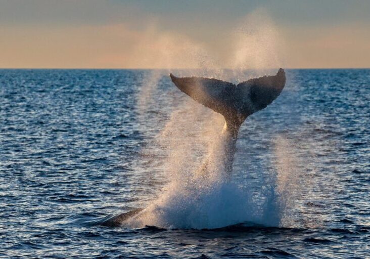 590549486_1318344967004619_6394926016269561027_n