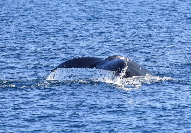 591496376_1319780926861023_6018557408084893113_n