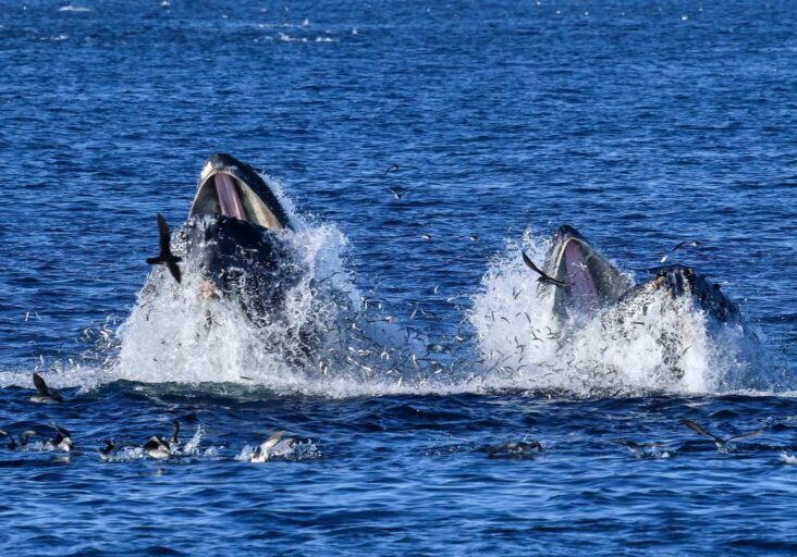 595432386_1327458759426573_4535807051336898080_n