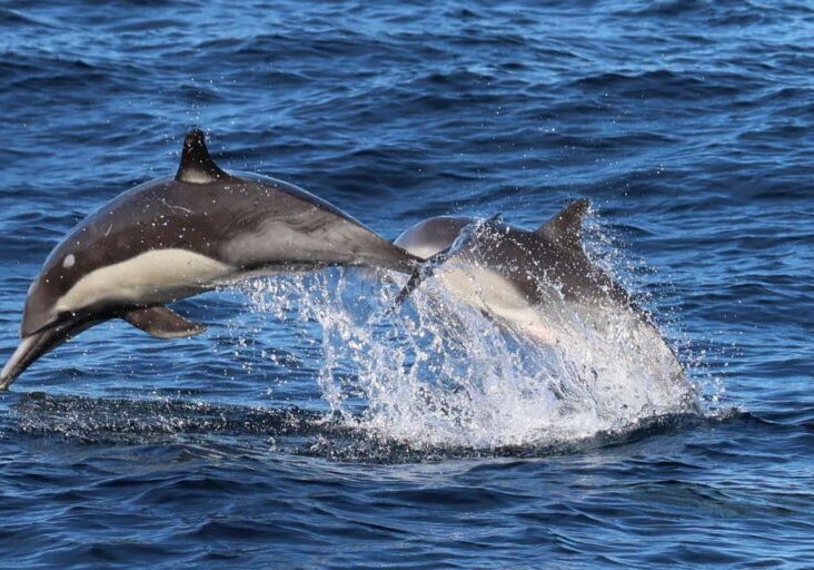 602356112_1343055827866866_3411214949506986336_n