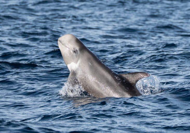 602422828_1335205678651881_8681182167551369148_n