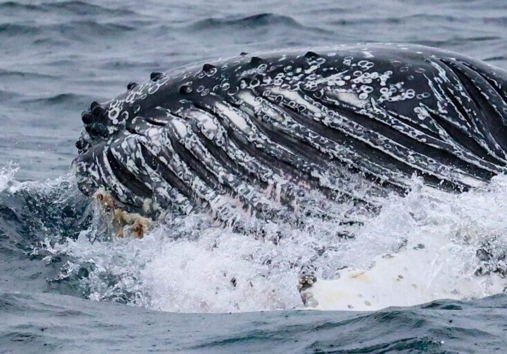 605247611_1345439000961882_84666107634851476_n