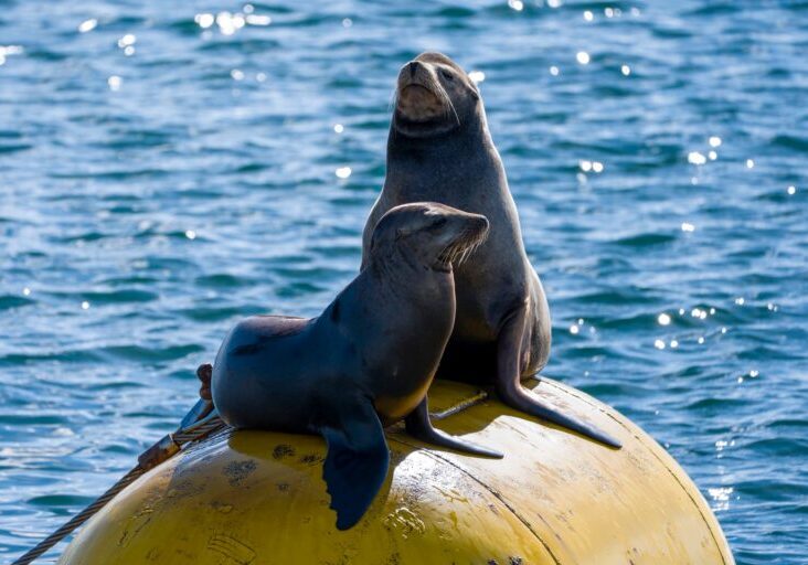 606614756_1346990877473361_69605387592796720_n