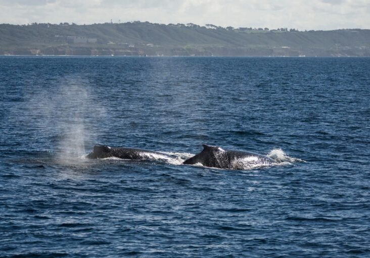 611282136_1348452227327226_8248744031077822139_n