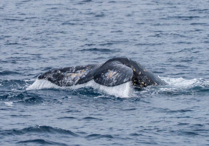 619658897_1365725428933239_2753453873719227875_n