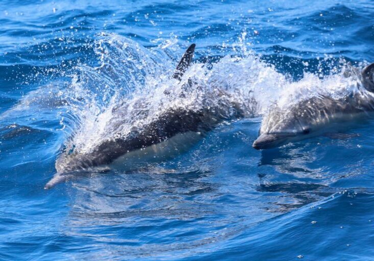 661700757_1424766056362509_669796156739452385_n