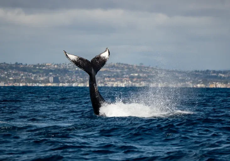 Best Whale Watching in San Diego