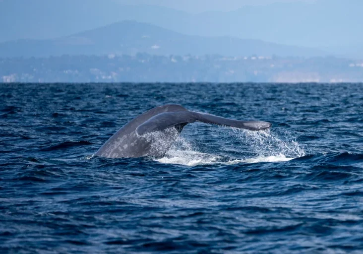 Blue Whale Season 2026 Blue Whale Season 2026