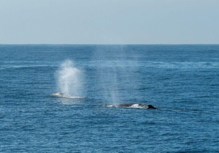 Whale Watching Season in California
