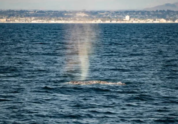Gray Whale Season Is Coming