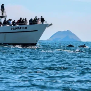 Dolphins off the bow of San Diego Whale Watch's boat, the Privateer, with a Coronado Island in the background