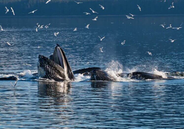 Whale Watching Seasons