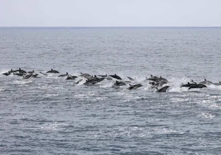Whale Watching in San Diego Whale Watching in San Diego